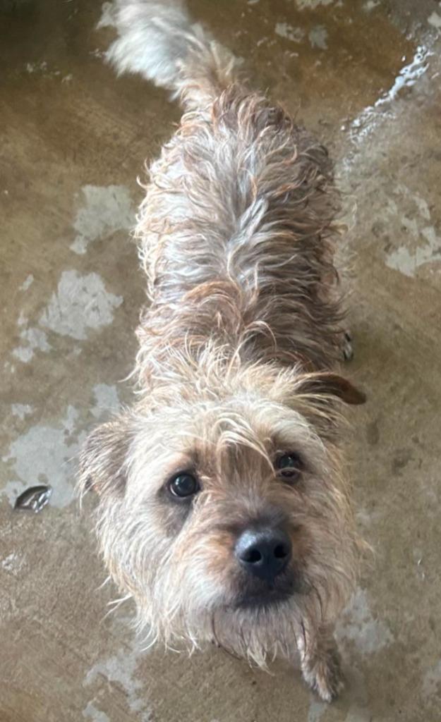 Enlarge Zeke, a Adoptable mixed breed in Midland, TX image 3/3