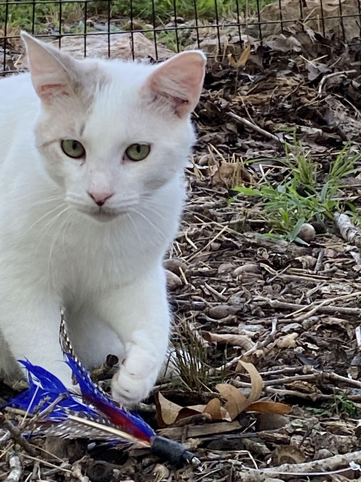 Petrie — thumbnail 2