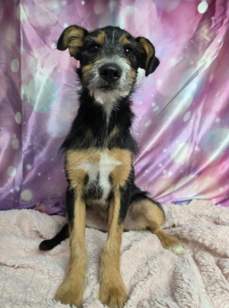 Frizzy, Adoptable, Puppy Male Schnauzer.