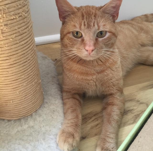 WATSON/very playful, social, loves people photo 2