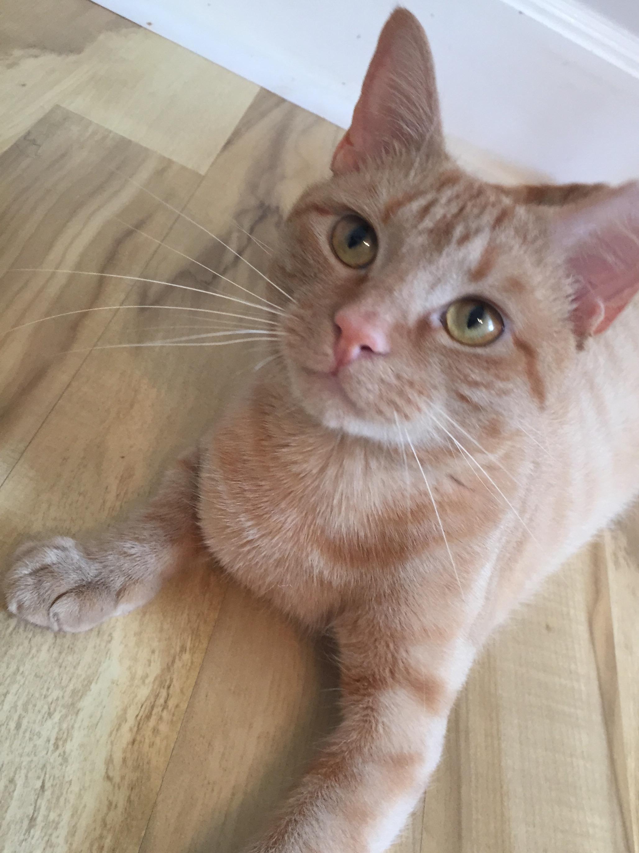 WATSON/very playful, social, loves people, Young Male unknown