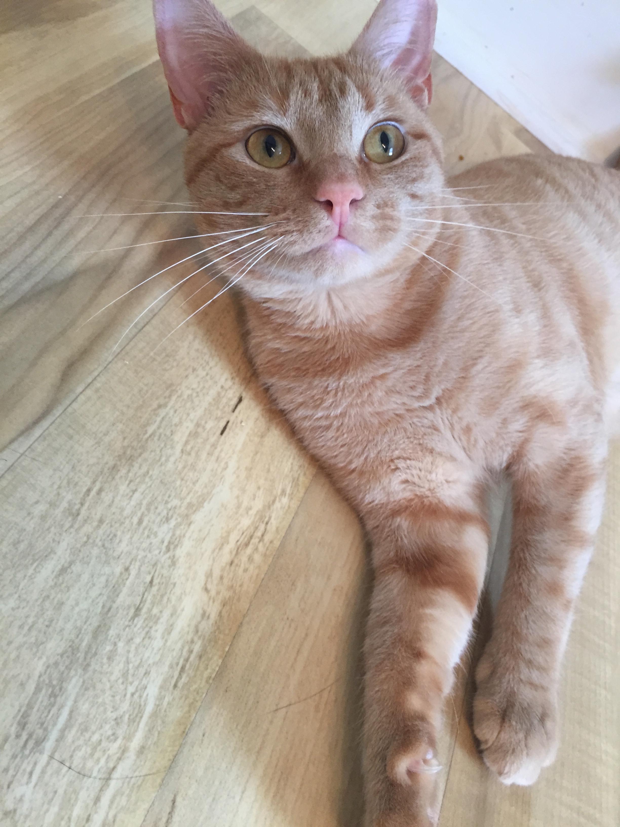 WATSON/very playful, social, loves people photo 3