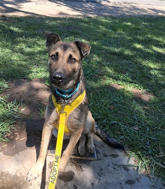 SHINJI, Adoptable, Young Male German Shepherd Dog & Mixed Breed.