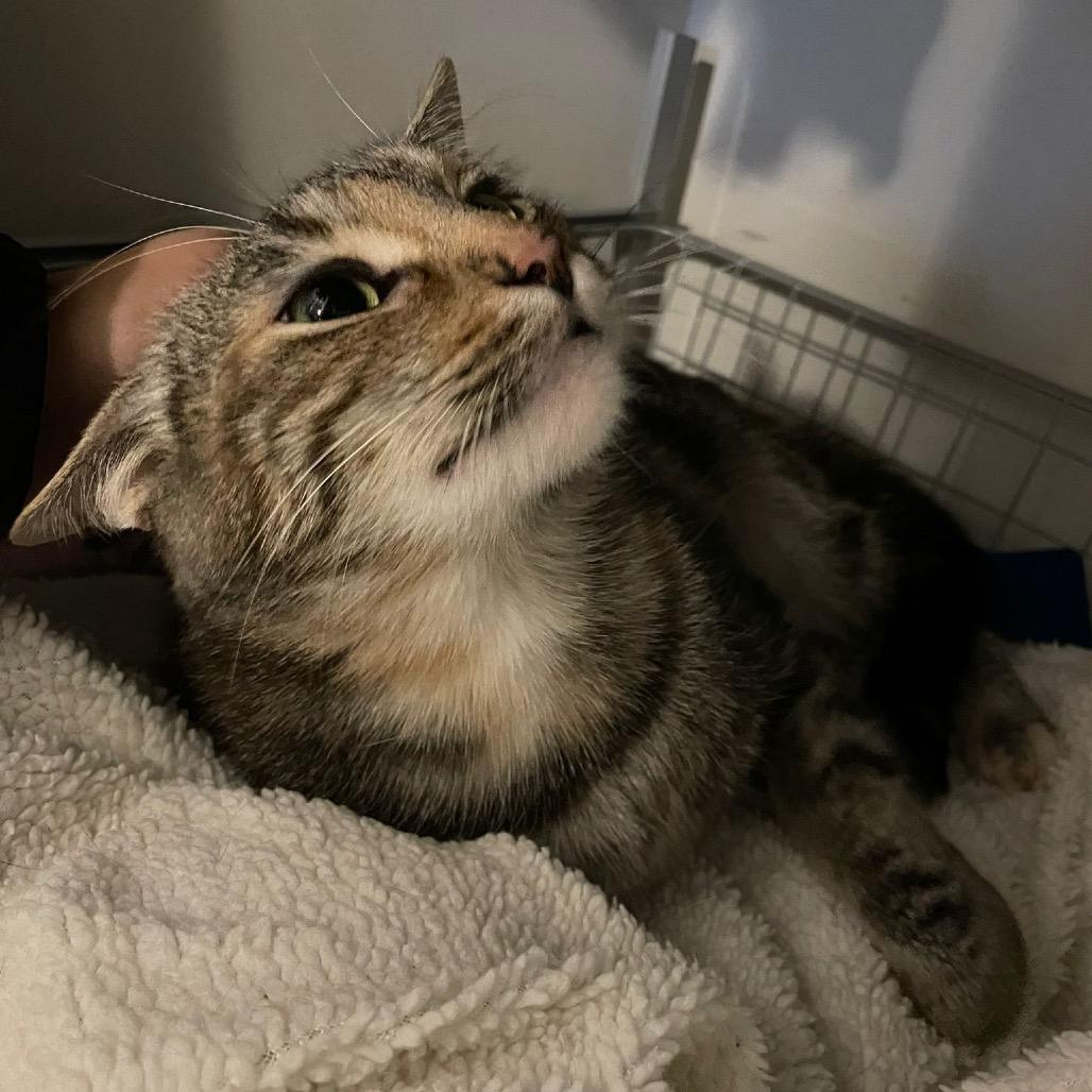 Tiramisu, Adoptable, Adult Female Domestic Short Hair.