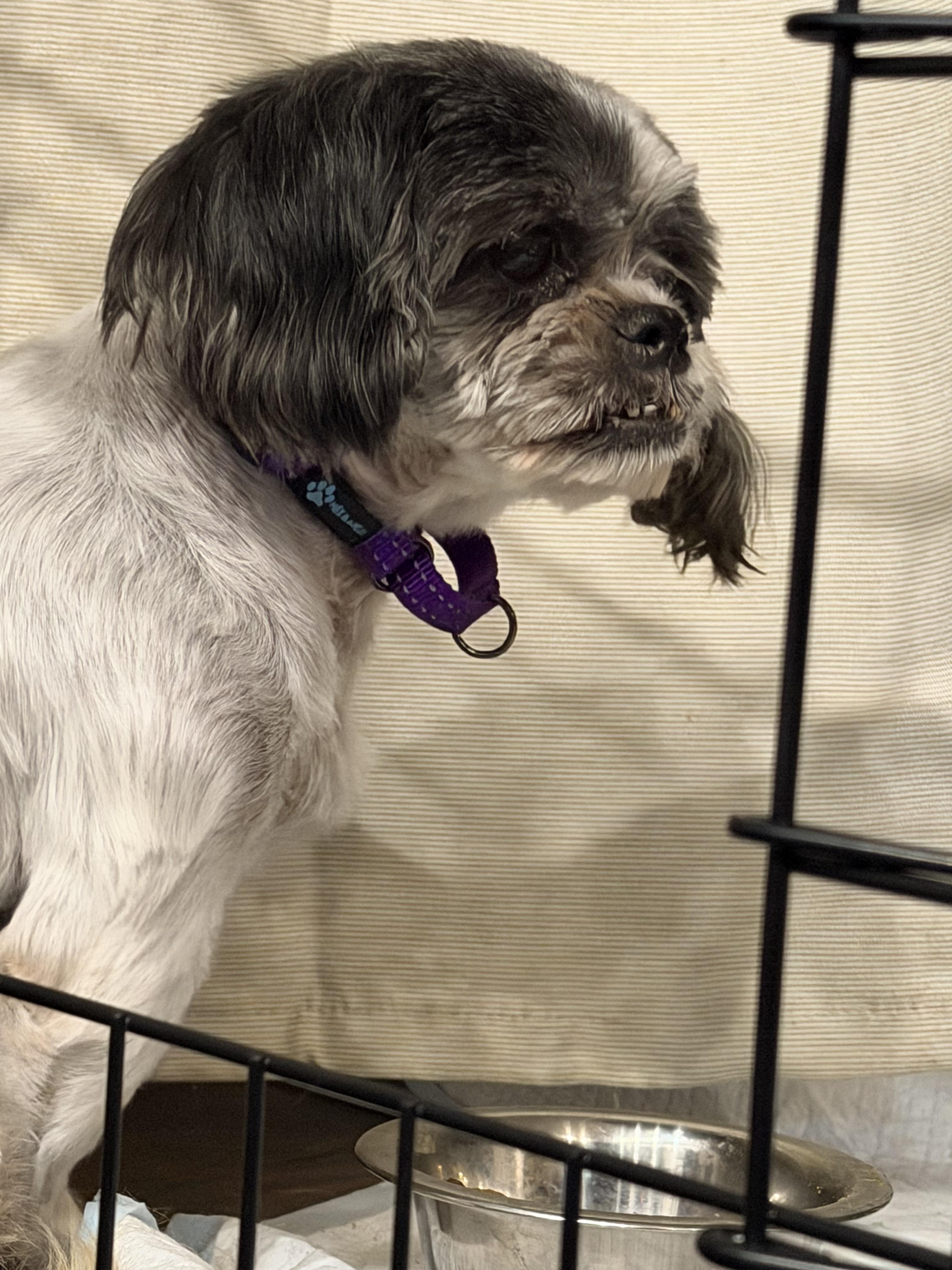 Enlarge Pumpkin, a Adoptable Shih Tzu in Hindsboro, IL image 3/3