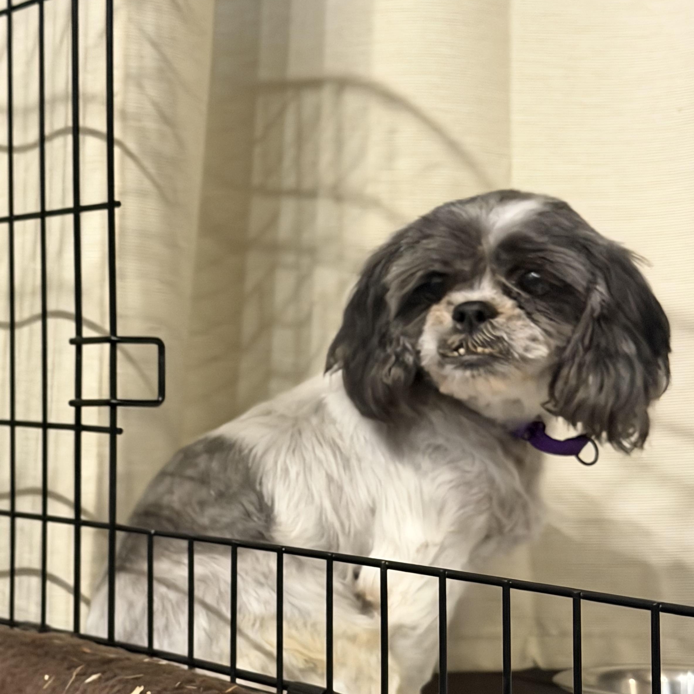 Pumpkin, Adoptable, Senior Female Shih Tzu.