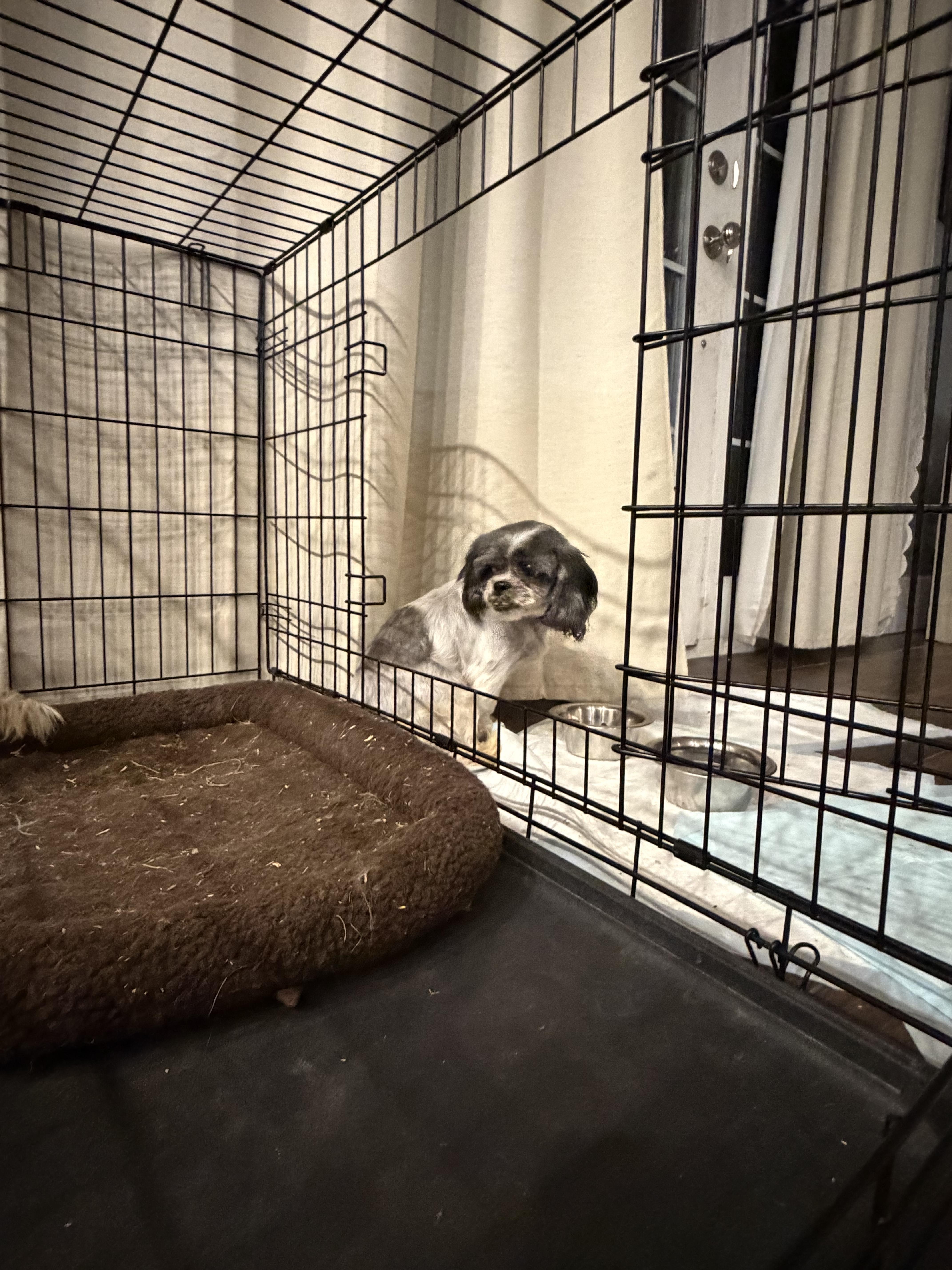 Enlarge Pumpkin, a Adoptable Shih Tzu in Hindsboro, IL image 2/3