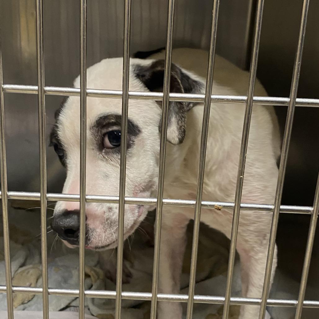 Enlarge Spike - 103010T, a Adoptable mixed breed in Tupelo, MS image 1/3