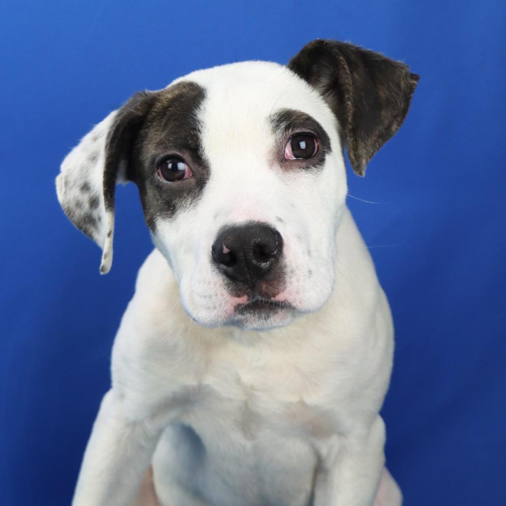 Enlarge Spike - 103010T, a Adoptable mixed breed in Tupelo, MS image 3/3