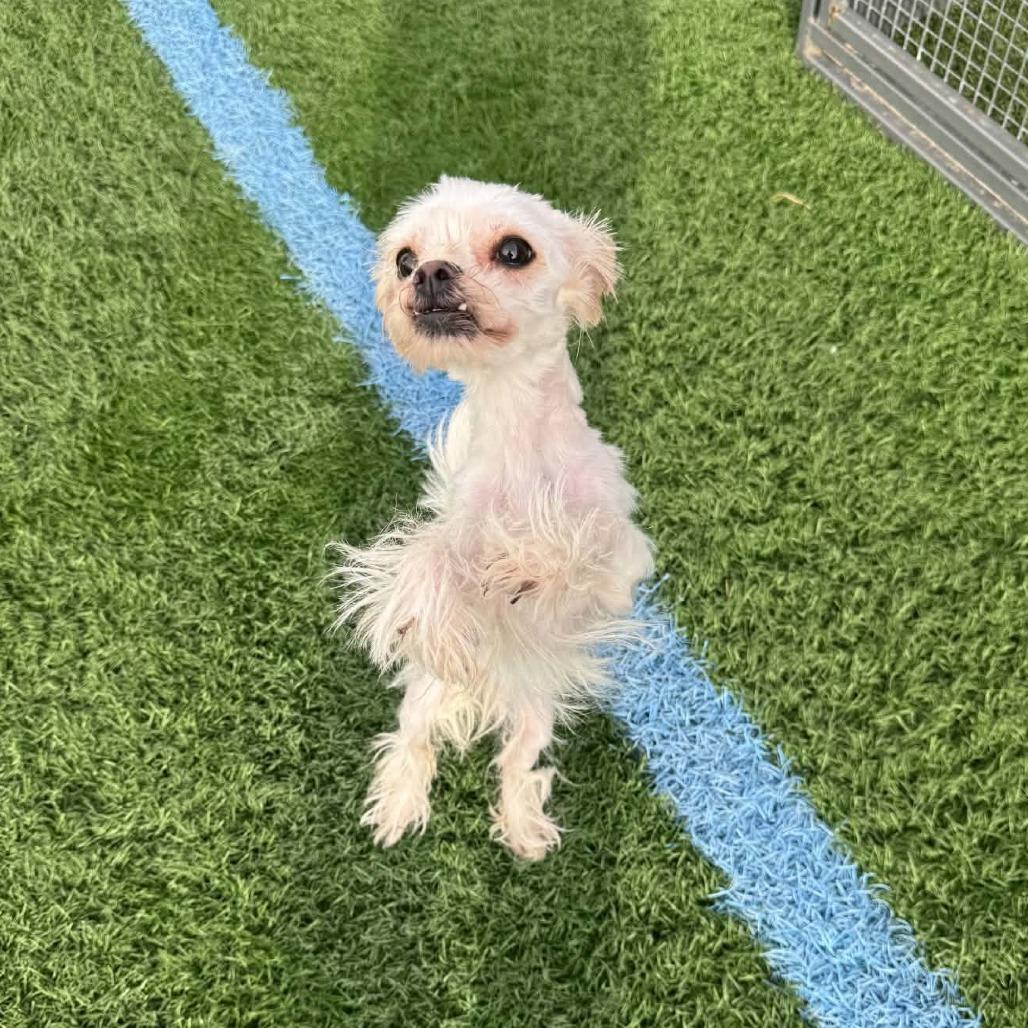 Whisper D12747, Adoptable, Adult Female Maltese & Shih Tzu.