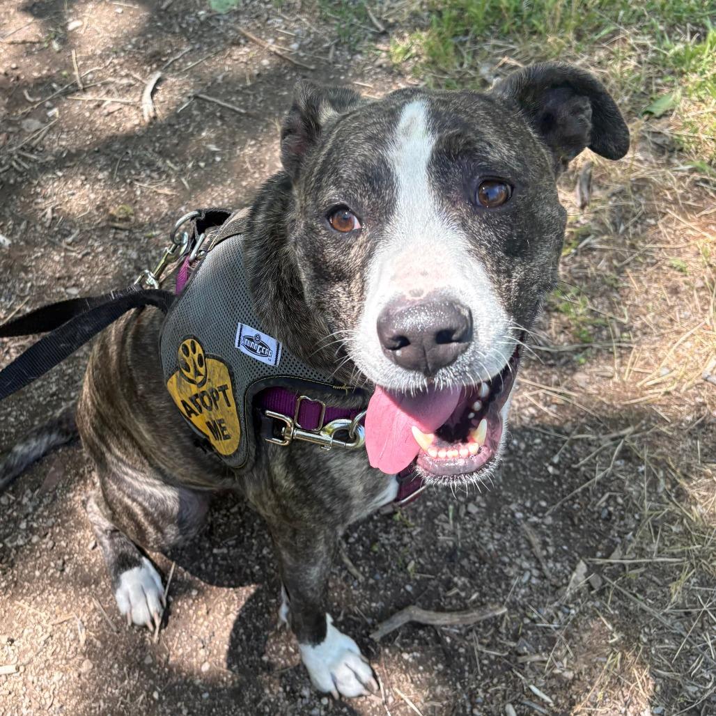 Captain, Adoptable, Adult Male Mixed Breed.
