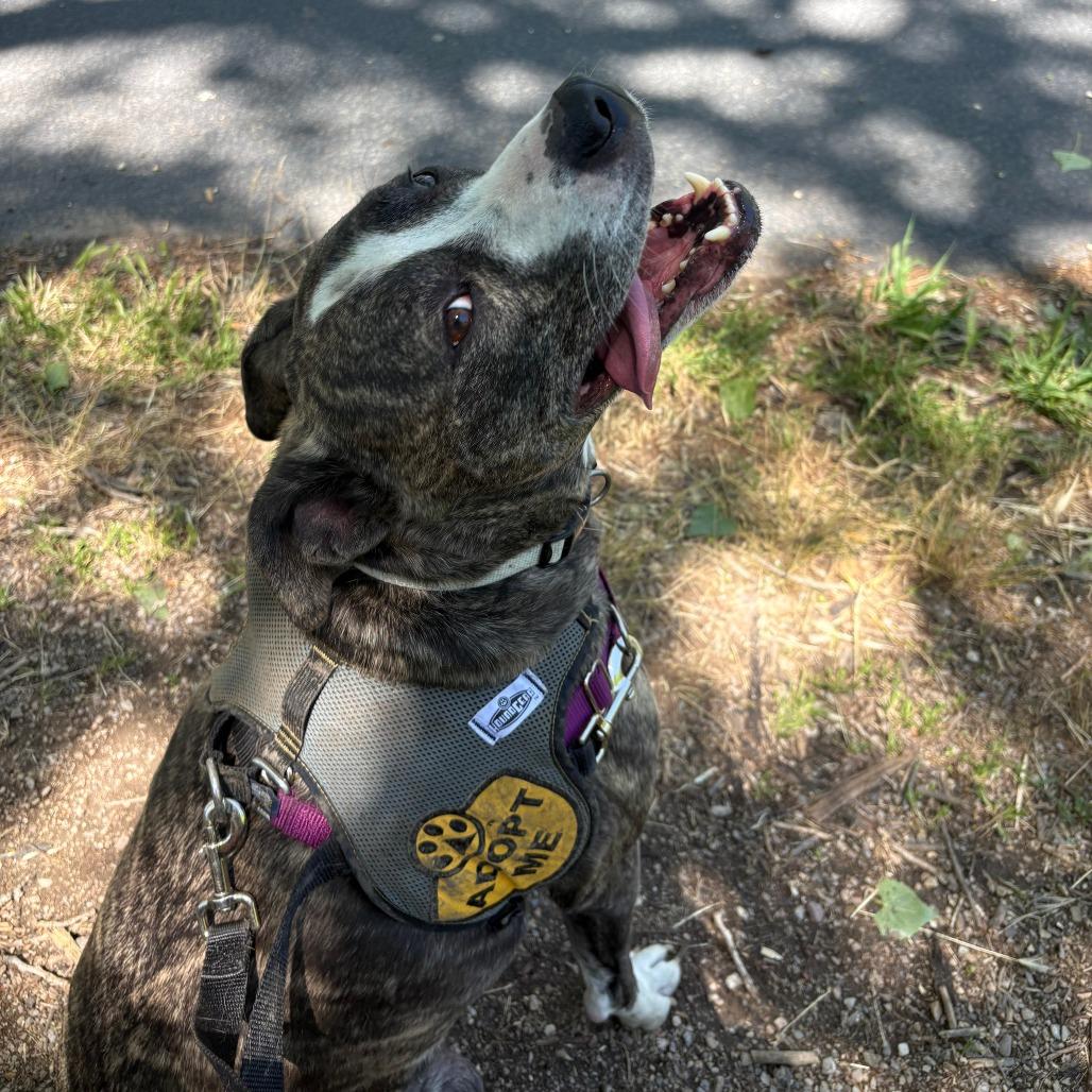 Enlarge Captain, a Adoptable Mixed Breed in Murray, UT image 2/5