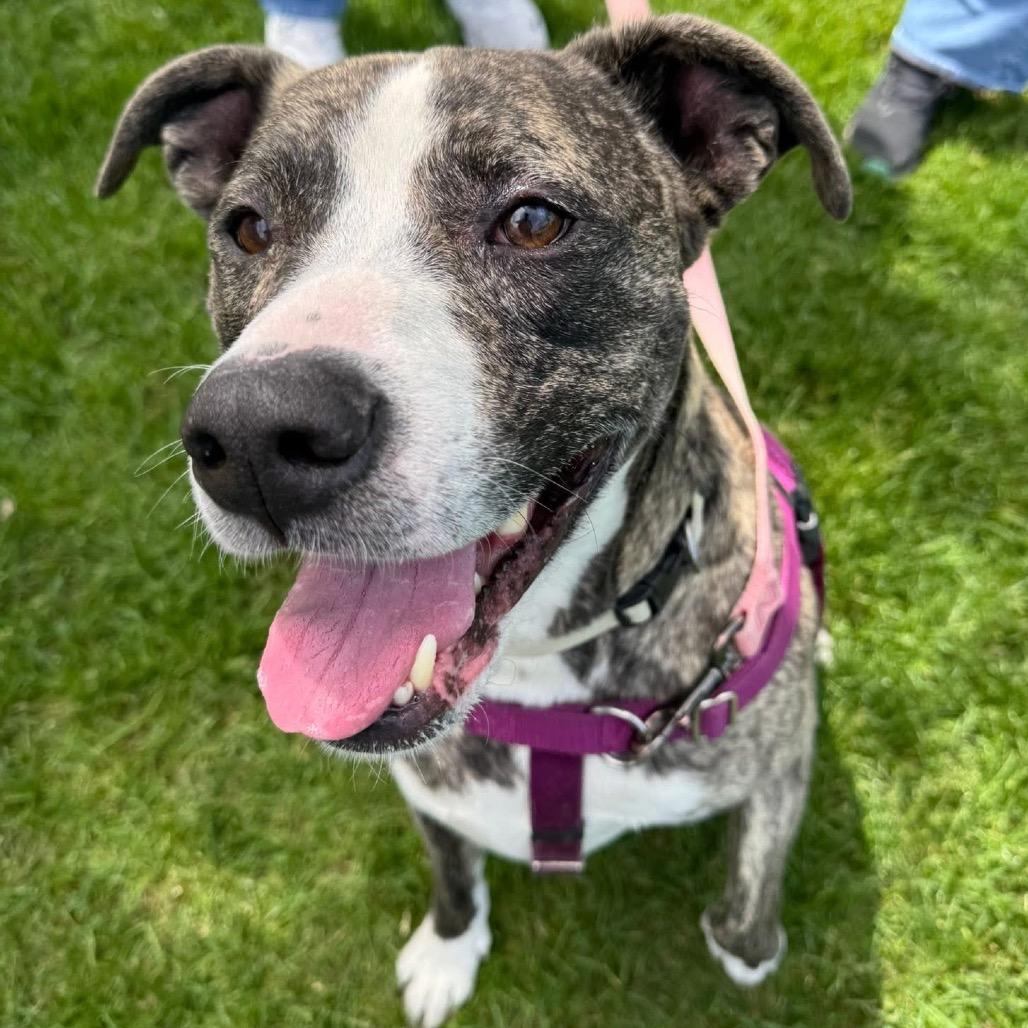 Enlarge Captain, a Adoptable Mixed Breed in Murray, UT image 3/5