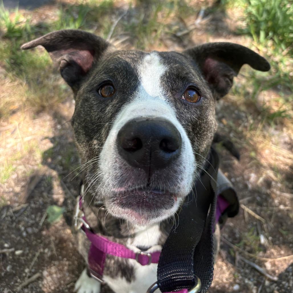 Enlarge Captain, a Adoptable Mixed Breed in Murray, UT image 4/5