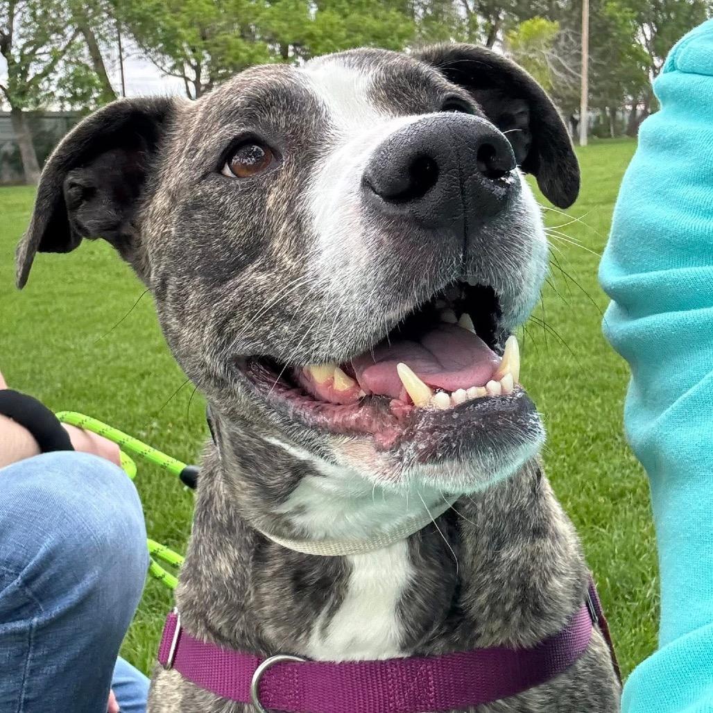 Enlarge Captain, a Adoptable Mixed Breed in Murray, UT image 5/5