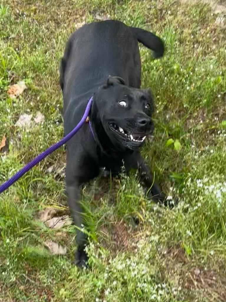 Enlarge Midnight, a Adoptable Labrador Retriever in Benton, AR image 1/2