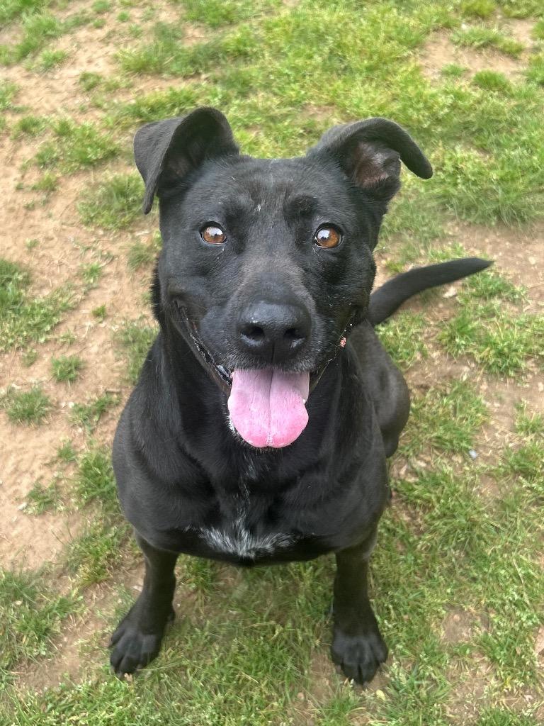 Midnight, Adoptable, Adult Female Labrador Retriever.