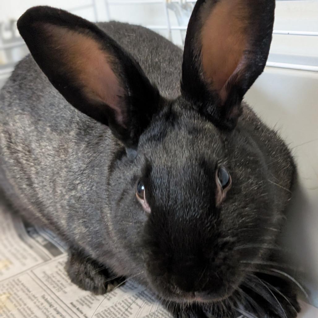 MJ, Adoptable, Young Male American.