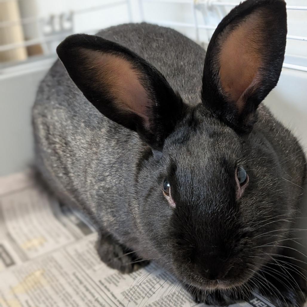 Enlarge MJ, a Adoptable American in Thomaston, ME image 2/3