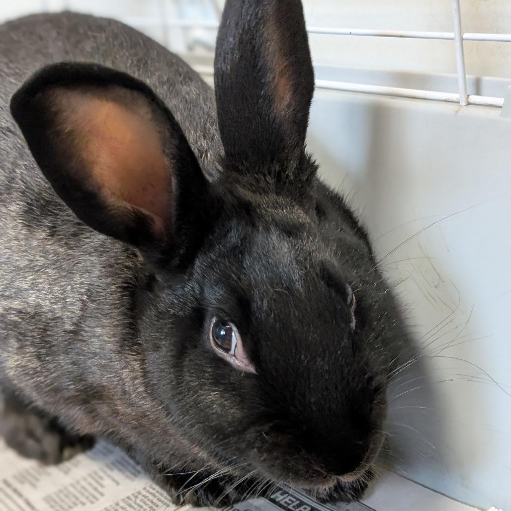 Enlarge MJ, a Adoptable American in Thomaston, ME image 3/3