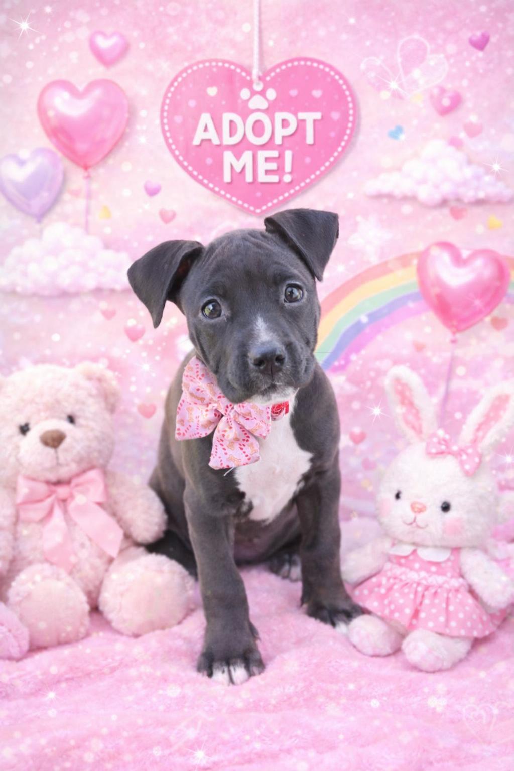 Enlarge Star, a Adoptable mixed breed in Lutz, FL image 1/1