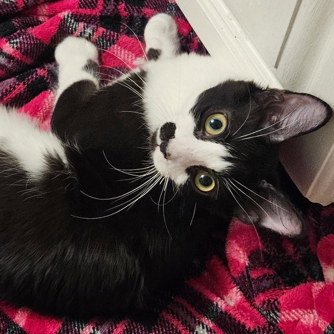 Knight, Adoptable, Kitten Male Domestic Short Hair & Tuxedo.