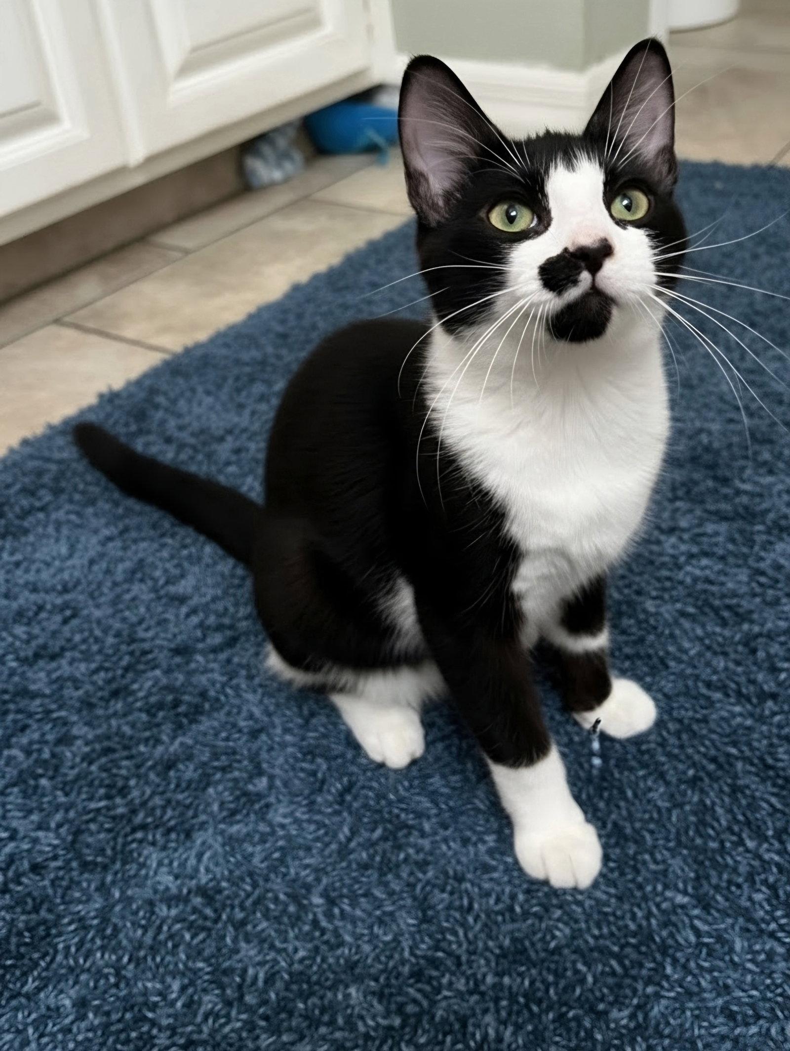 Enlarge Knight, a Adoptable mixed breed in St. Cloud, FL image 2/3
