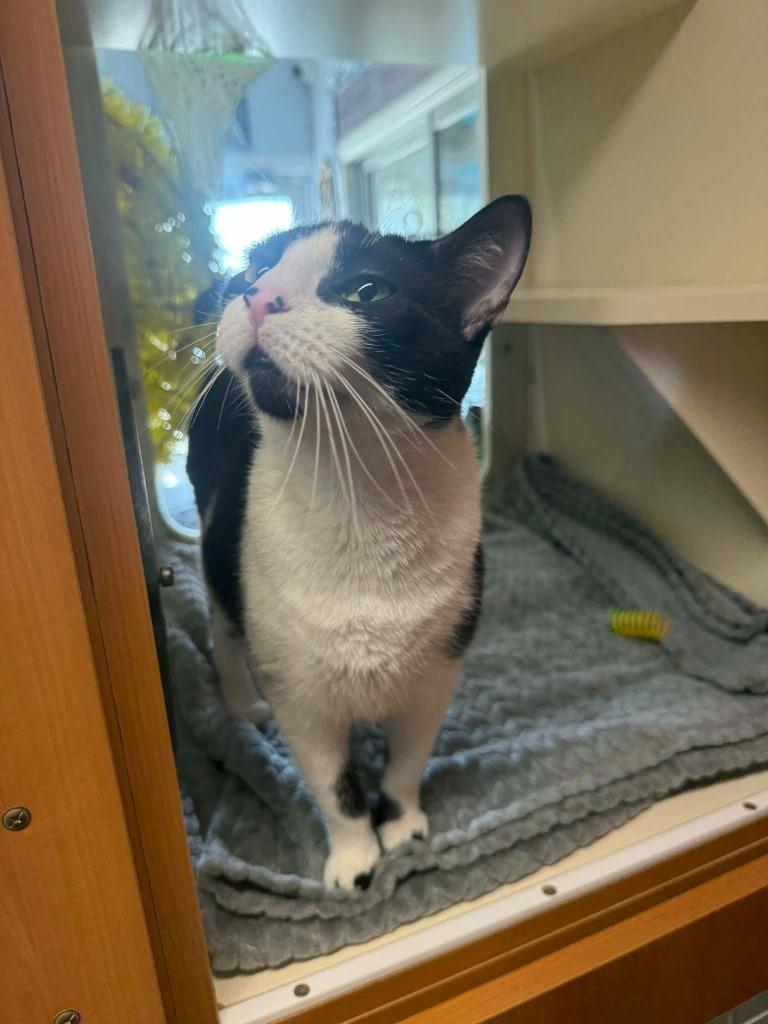 Blink, Adoptable, Young Female Domestic Short Hair.