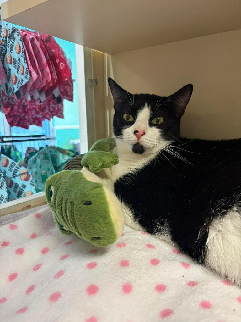 Enlarge Blink, a Adoptable mixed breed in Sebastian, FL image 5/6