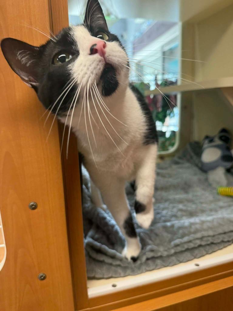 Enlarge Blink, a Adoptable mixed breed in Sebastian, FL image 6/6