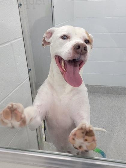 Enlarge Dylan, a Adoptable mixed breed in Elmira, NY image 1/2