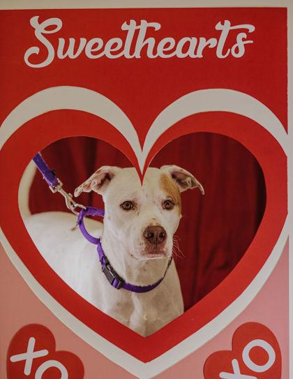 Enlarge Dylan, a Adoptable mixed breed in Elmira, NY image 2/2