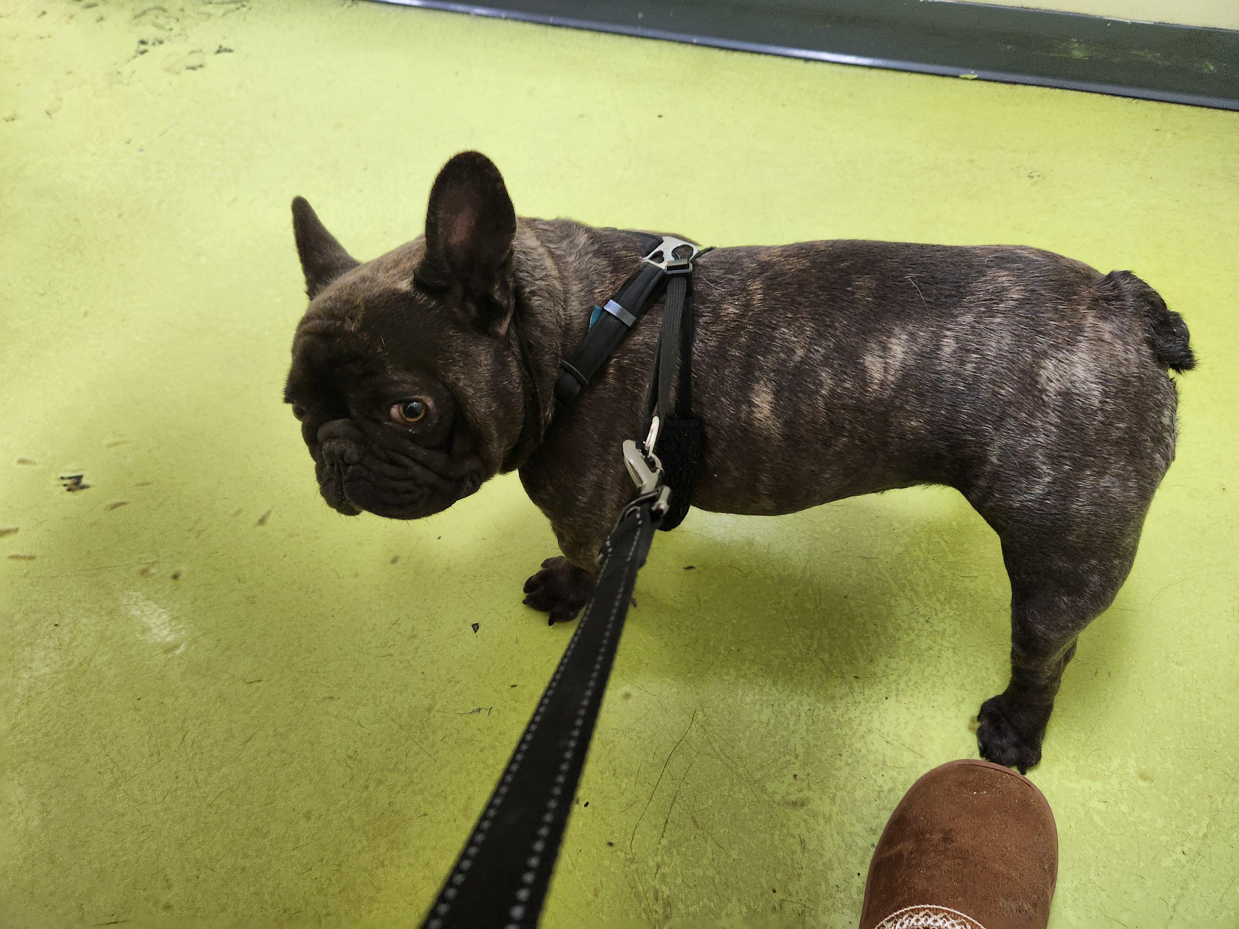 Bruno, adopted, Young Male French Bulldog & Bulldog.