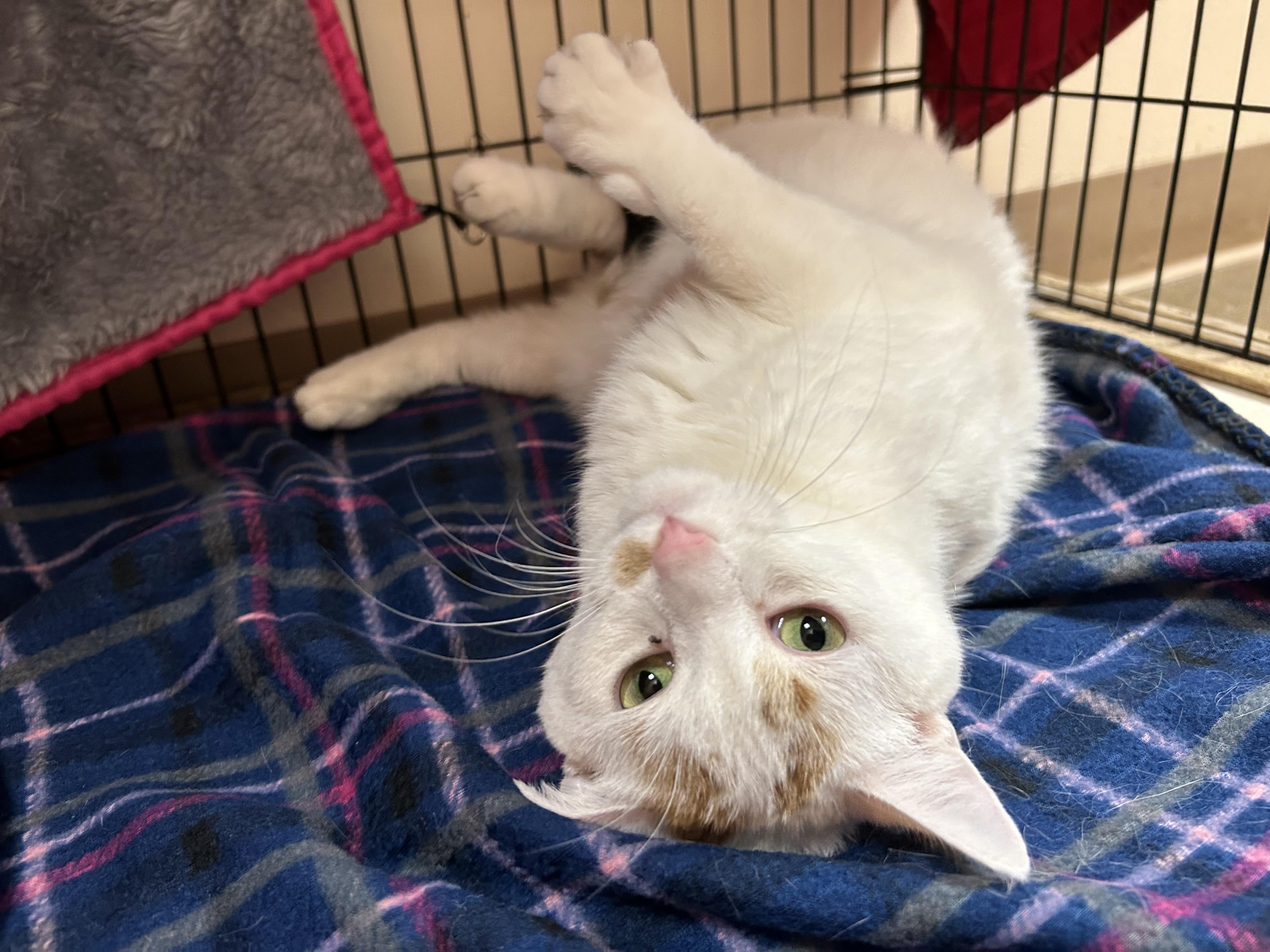 Aspen, Adult Female Domestic Short Hair