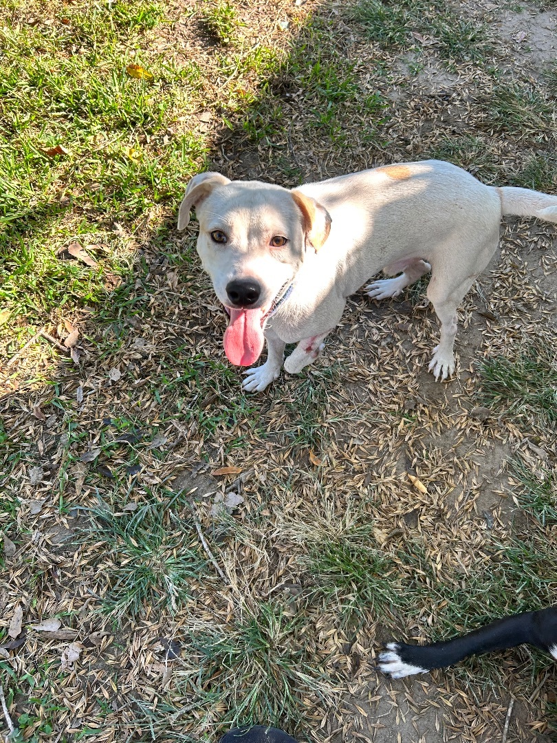 Enlarge Ricky, a Adoptable mixed breed in Barre, VT image 5/5