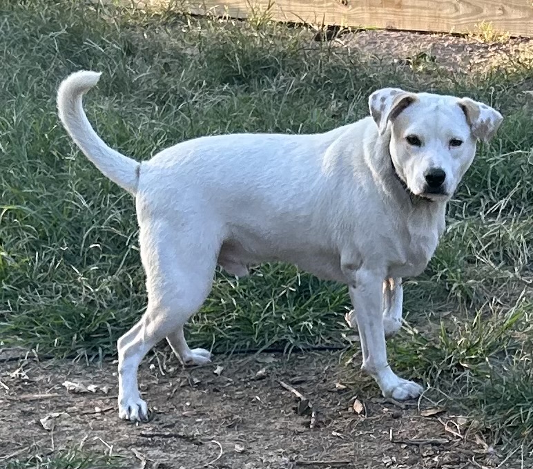 Enlarge Ricky, a Adoptable mixed breed in Barre, VT image 2/5