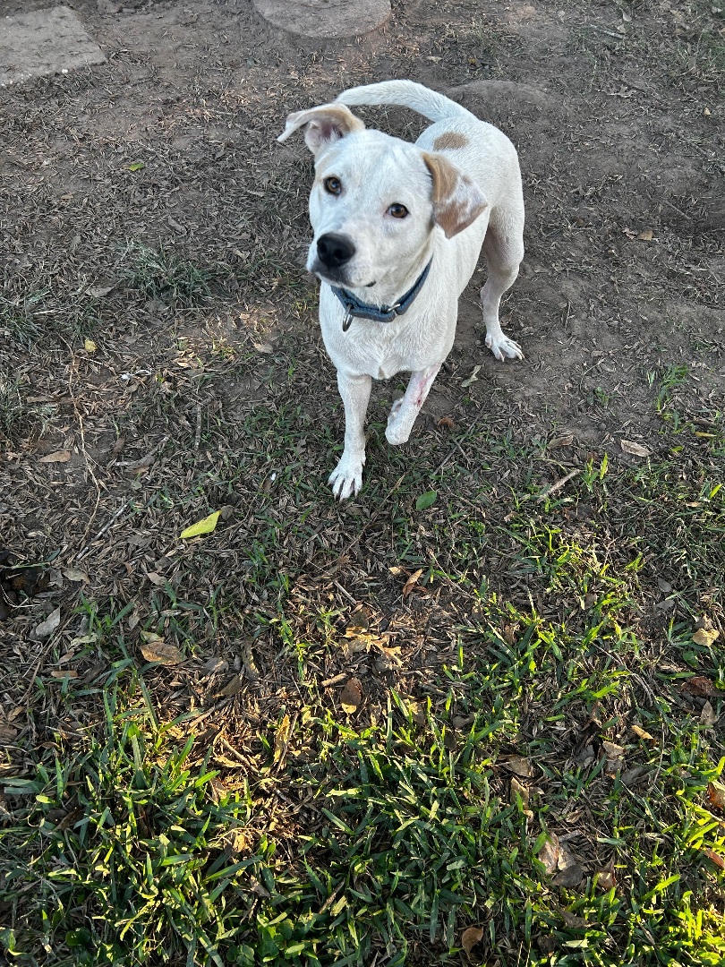 Enlarge Ricky, a Adoptable mixed breed in Barre, VT image 4/5