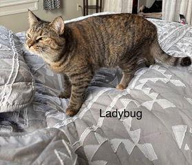 LADYBUG, Adoptable, Adult Female Domestic Short Hair.