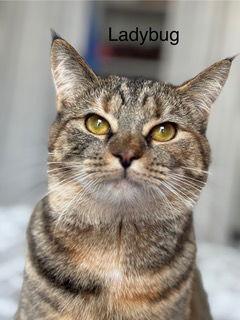 Enlarge LADYBUG, a Adoptable Domestic Short Hair in Franklin, TN image 2/3