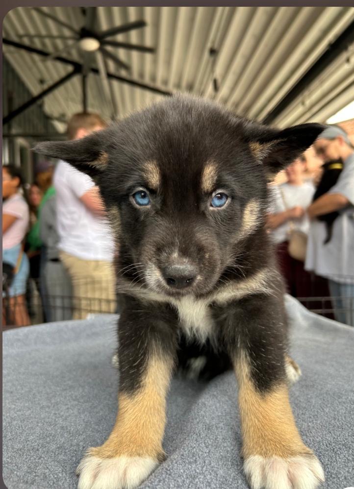 Cranberry, Adoptable, Puppy Female Shepherd & Husky.