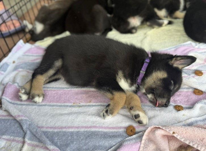 Enlarge Cranberry, a Adoptable mixed breed in Charlotte, NC image 2/3