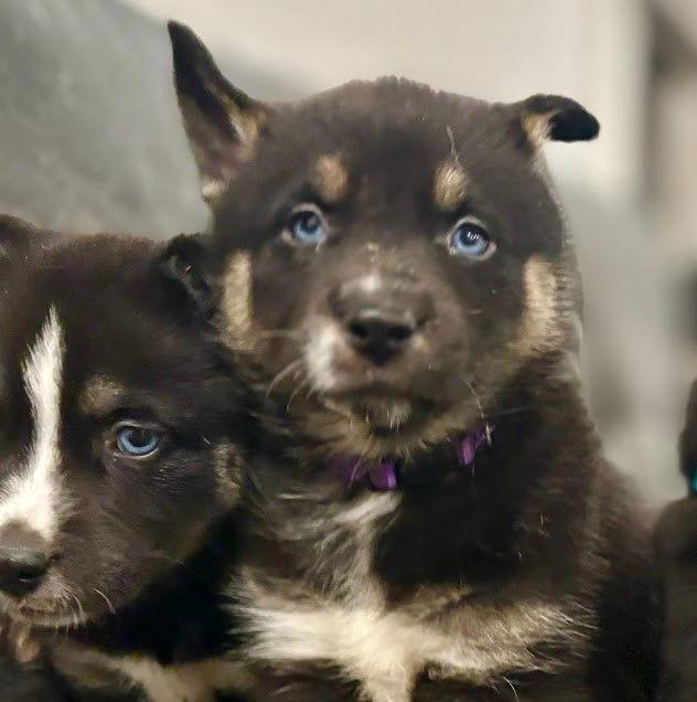 Enlarge Cranberry, a Adoptable mixed breed in Charlotte, NC image 3/3