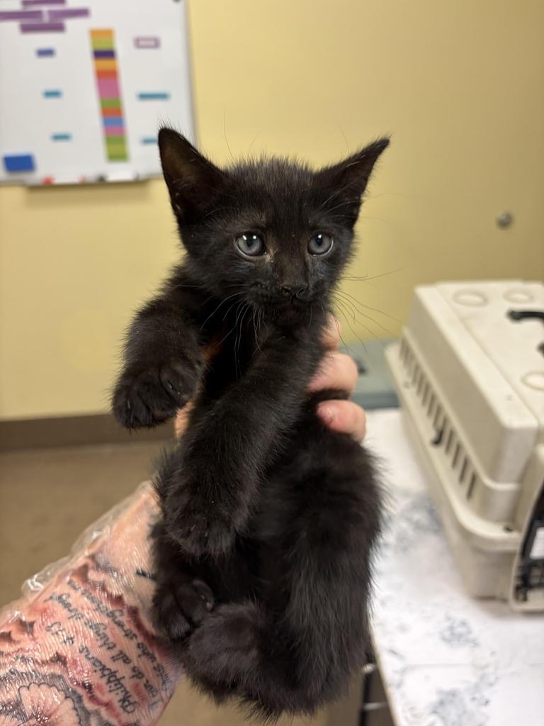 Enlarge Romy, a Adoptable mixed breed in Florence, SC image 2/2