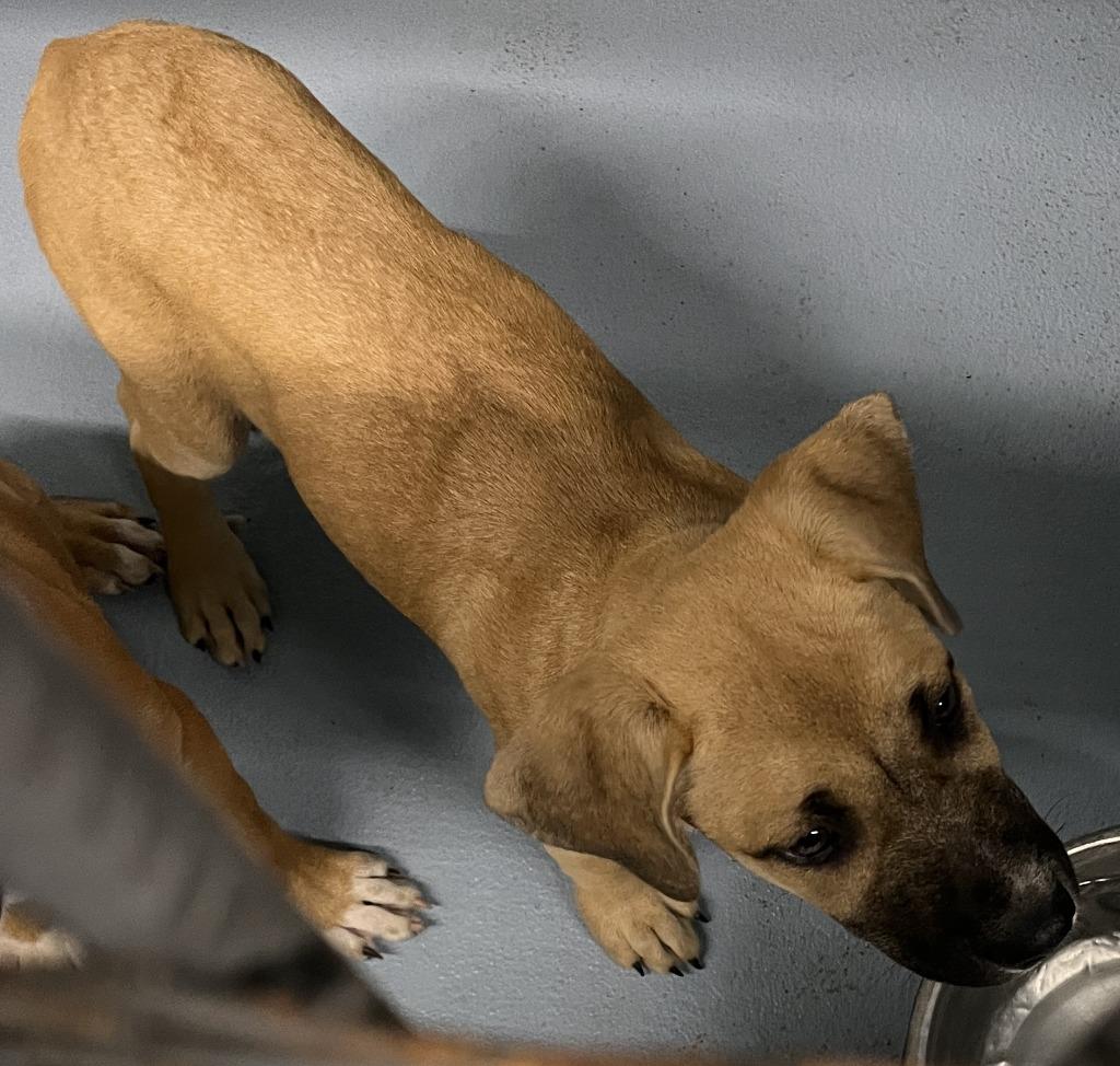 Nancy, Adoptable, Puppy Female Mixed Breed.