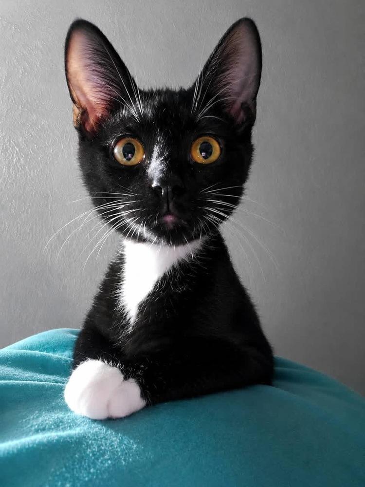 Veya, Adoptable, Kitten Female Domestic Short Hair.