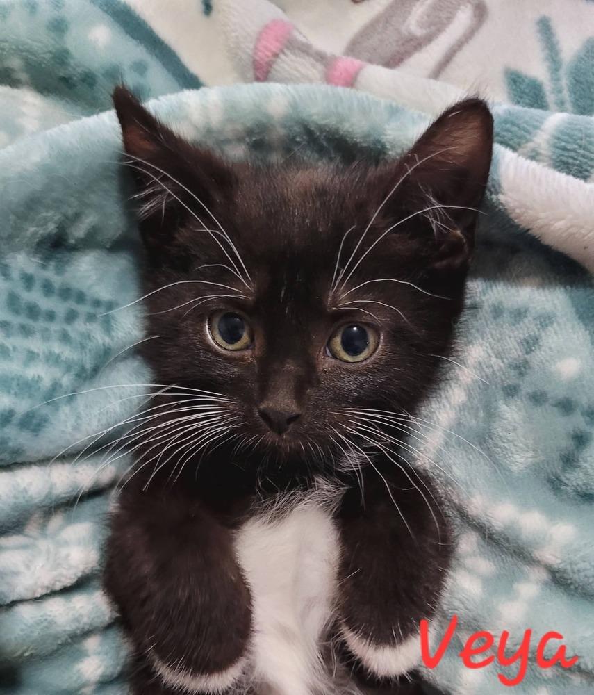Enlarge Veya, a Adoptable Domestic Short Hair in Blanchard, OK image 1/1