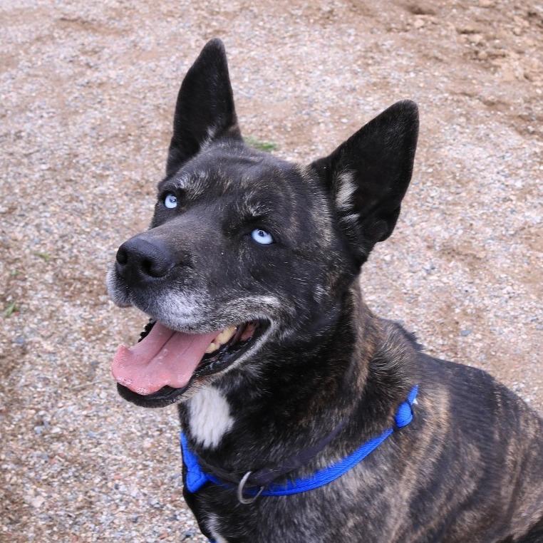 Indigo, Adoptable, Adult Female Dutch Shepherd & Mixed Breed.
