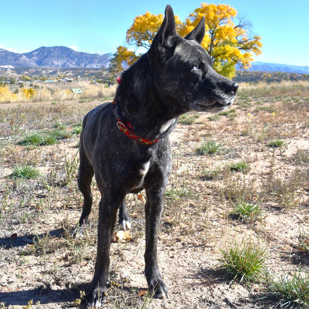Enlarge Indigo, a Adoptable mixed breed in Rifle, CO image 2/3