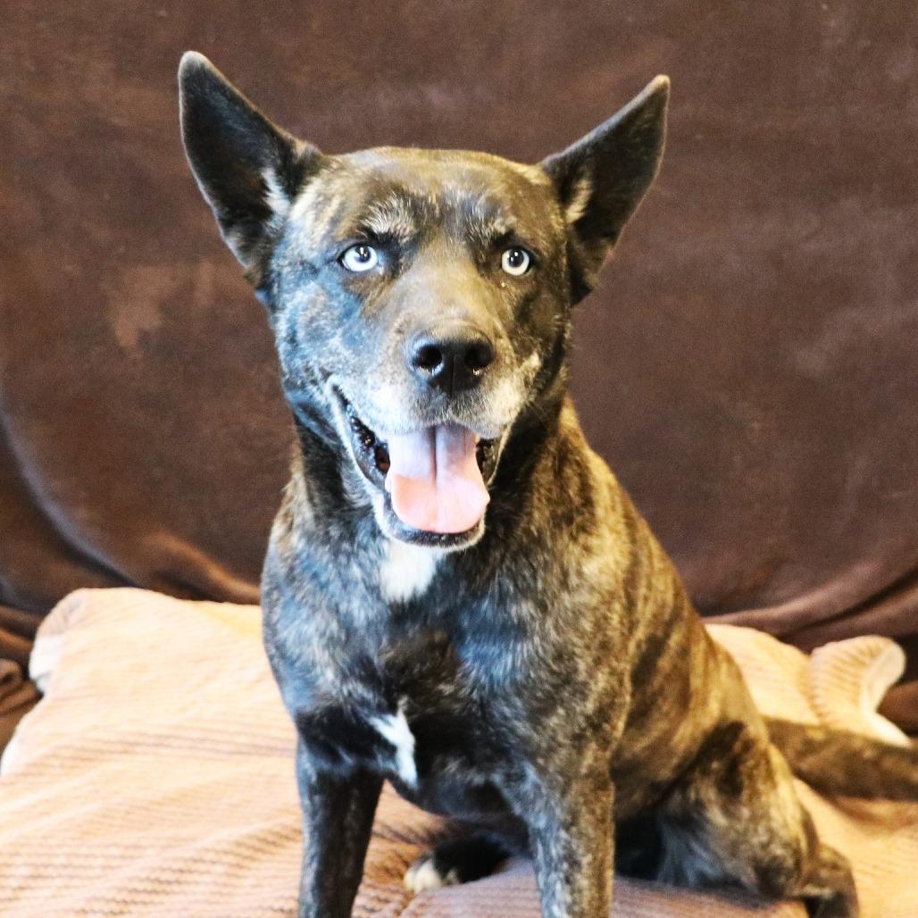 Enlarge Indigo, a Adoptable mixed breed in Rifle, CO image 3/5