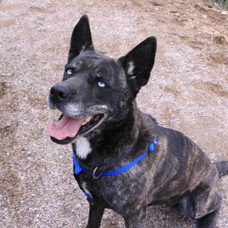 Enlarge Indigo, a Adoptable mixed breed in Rifle, CO image 5/6
